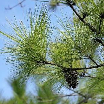 Pine Tree Pinus Sponsor