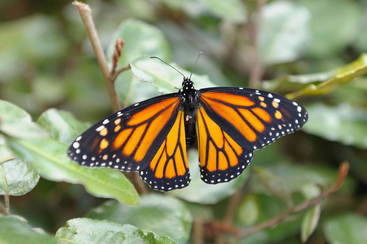 Conradina Chapter FNPS | Native Plant Garden Tour